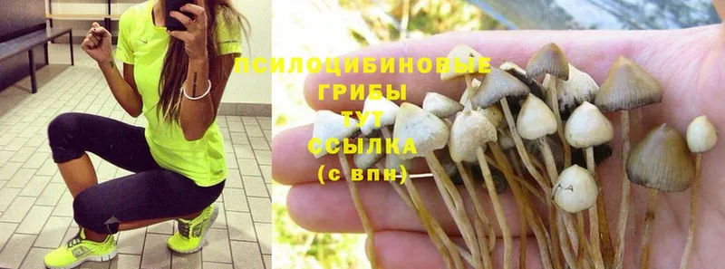 Галлюциногенные грибы Psilocybine cubensis  где продают наркотики  Шелехов 